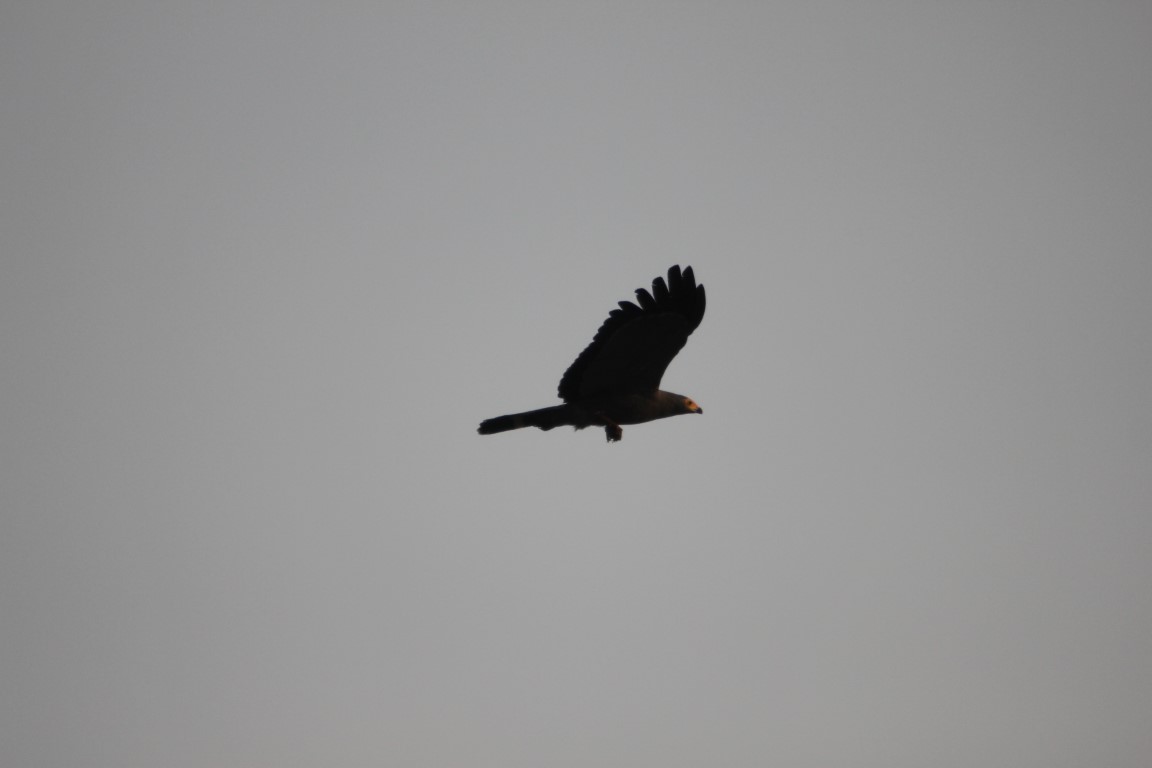 IMG 2731-Gemiddeld