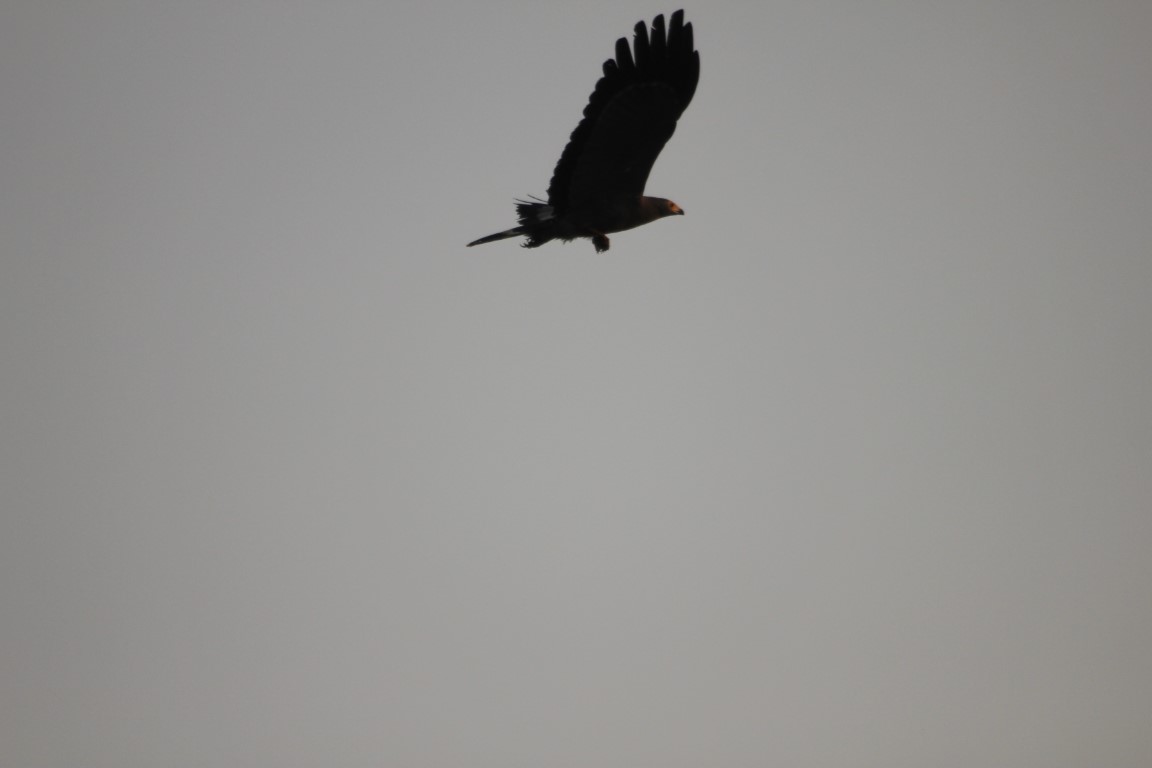 IMG 2733-Gemiddeld