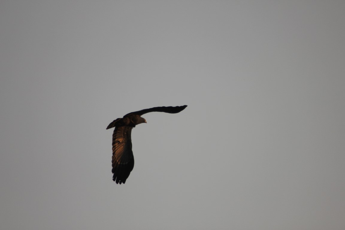 IMG 2735-Gemiddeld